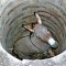 donkey-in-well