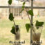 microwave water effect on plant