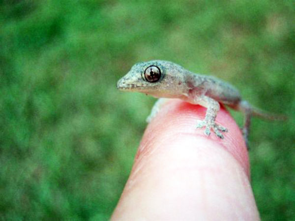 mini-gecko