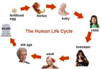 Human Being Life Cycle Stages Picture: Awesome Depiction